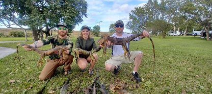 Hunting Iguanas Florida