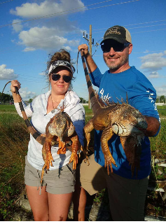 Iguana Hunts Fort Luaderdale Florida Iguana Hunts Fort Luaderdale Florida